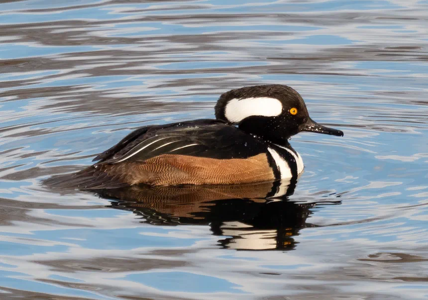 Hooded Merganser