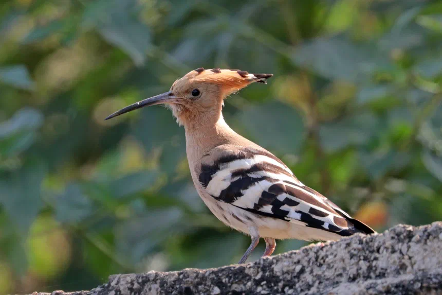 Hoopoe
