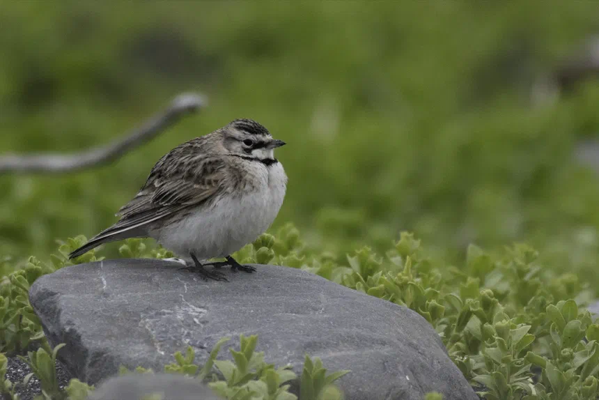 Horned Lark