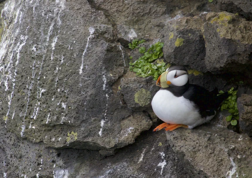 Horned Puffin