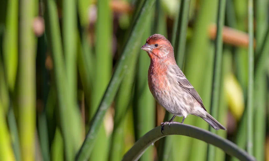 House Finch