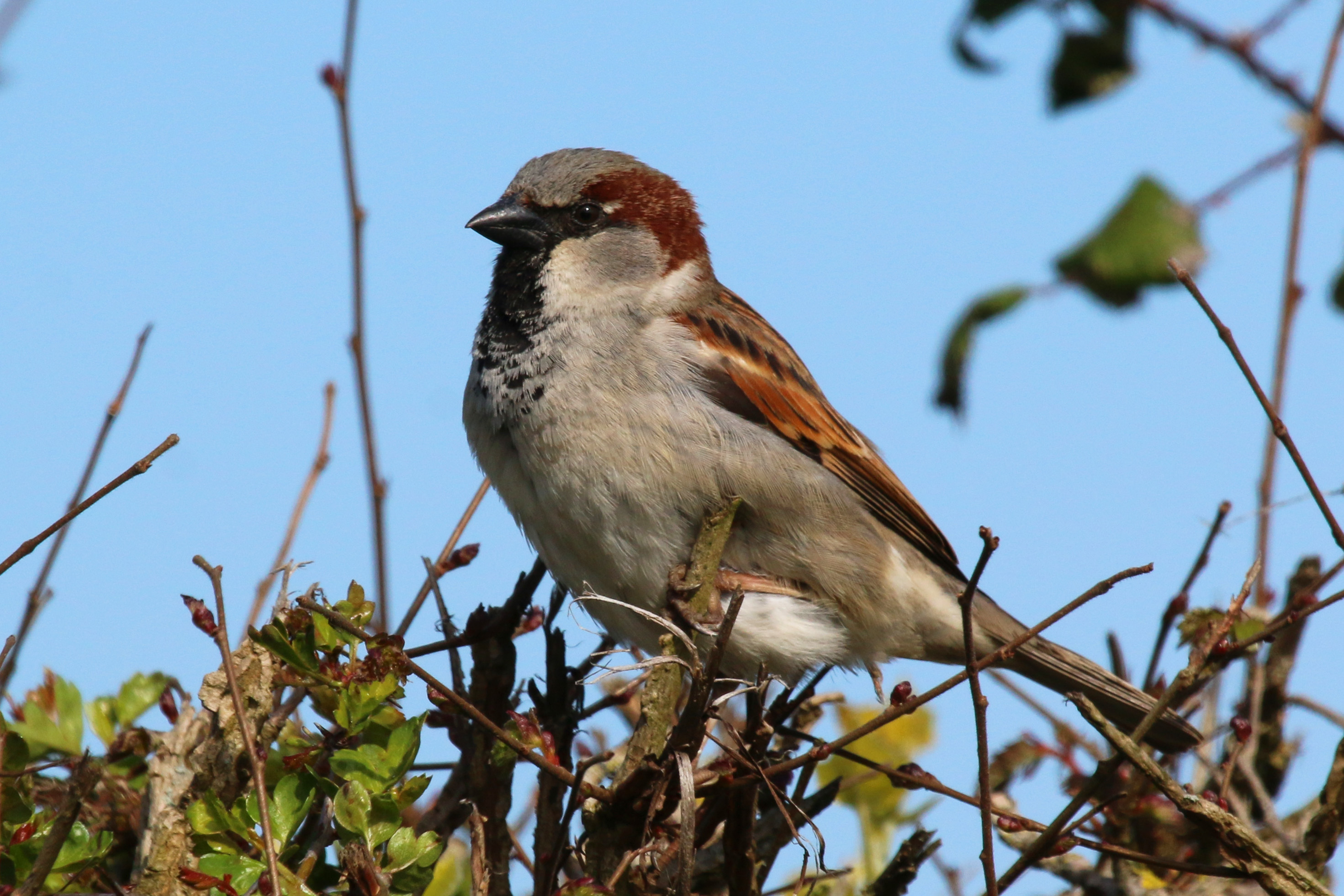 House Sparrows