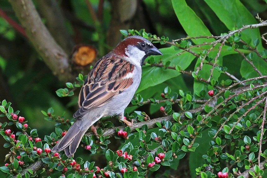 House Sparrows