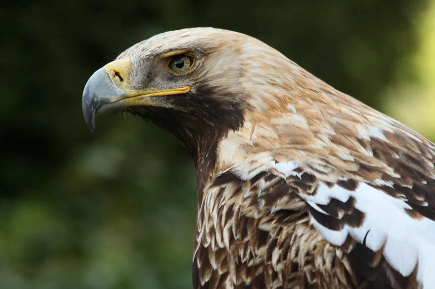 Eastern Imperial Eagle