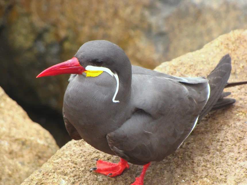 Inca Tern