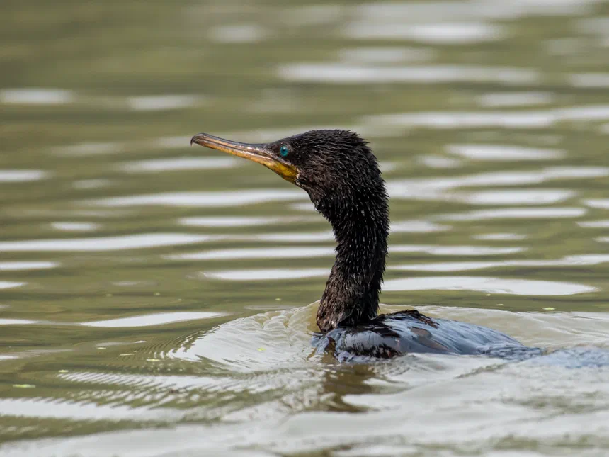 Indian Cormorant
