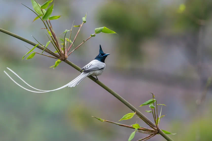 Indian Paradise Flycatcher