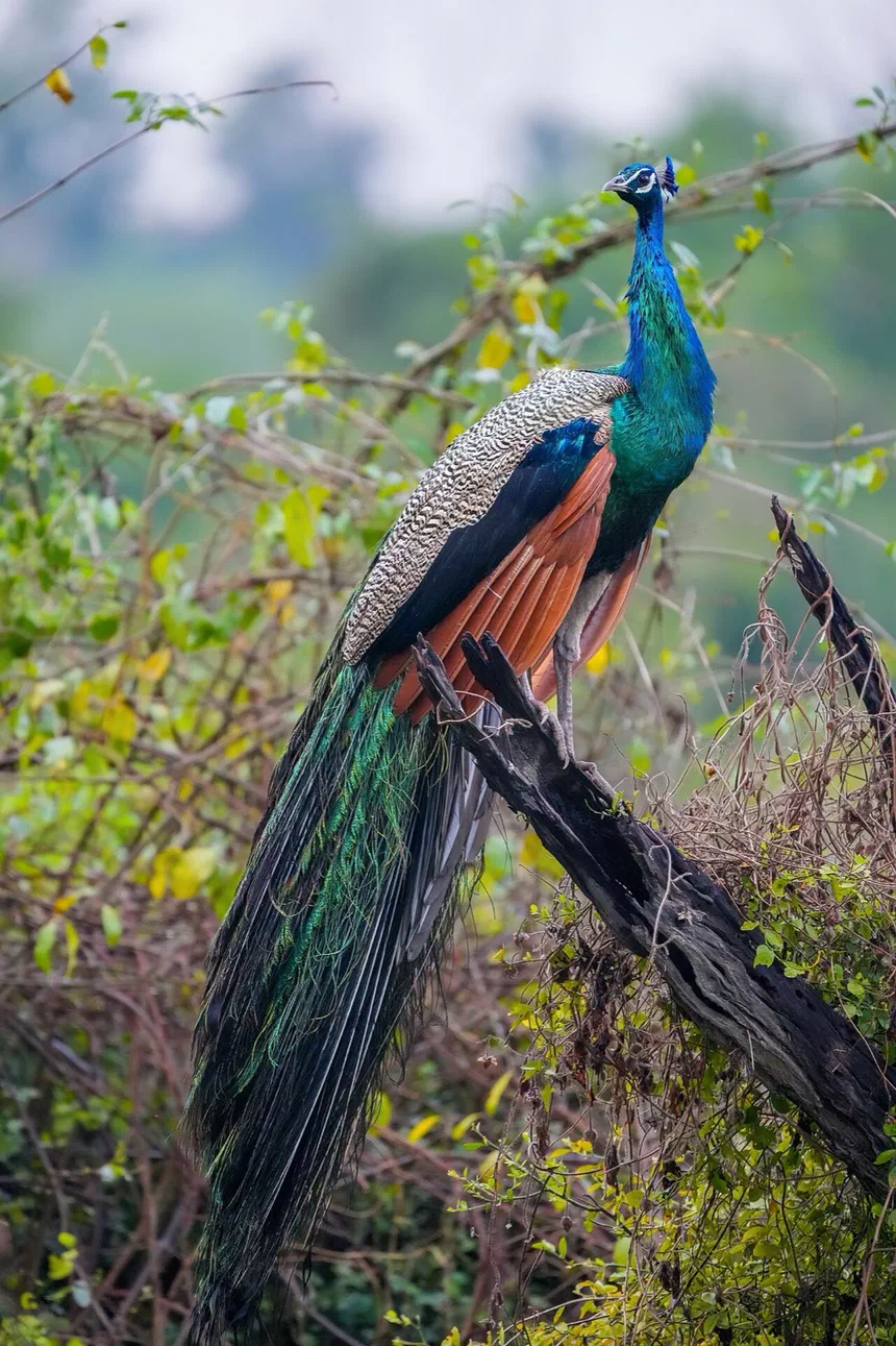 Indian Peafowl