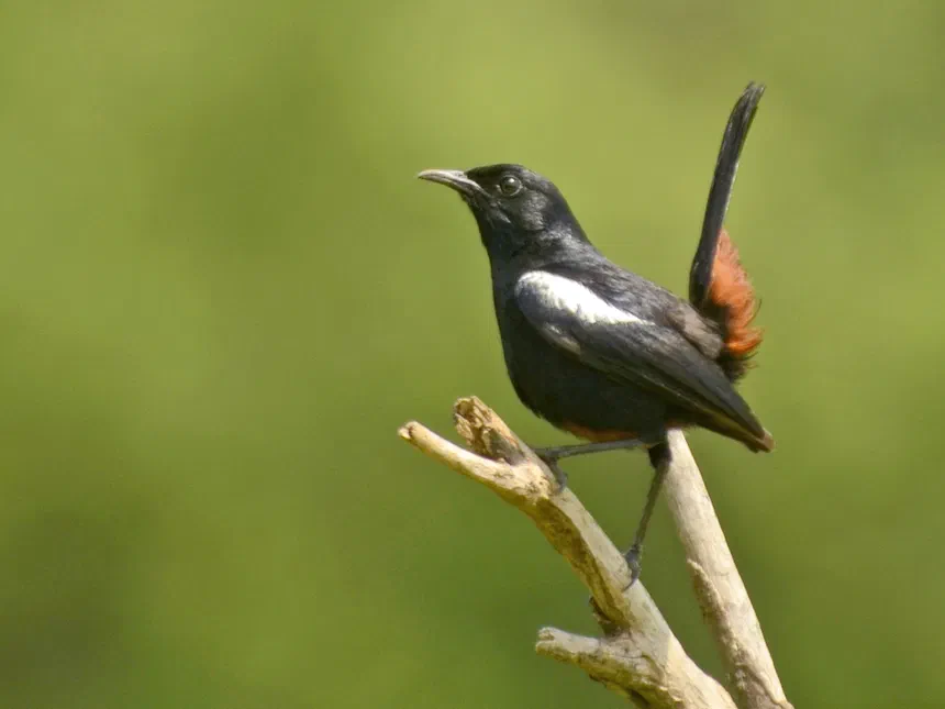 Indian Robin