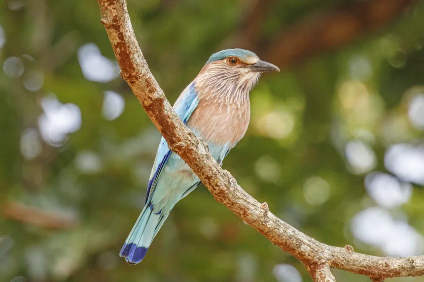 Indian Roller