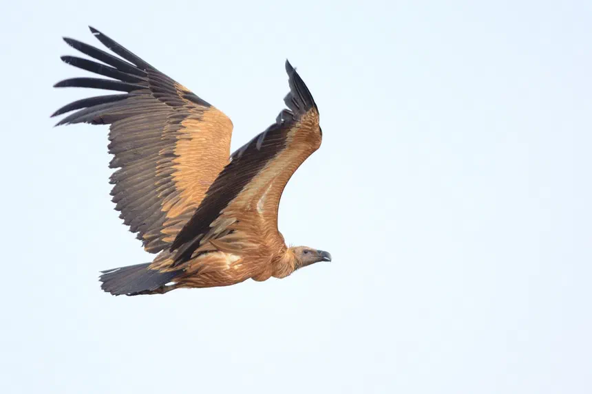 Indian Vulture