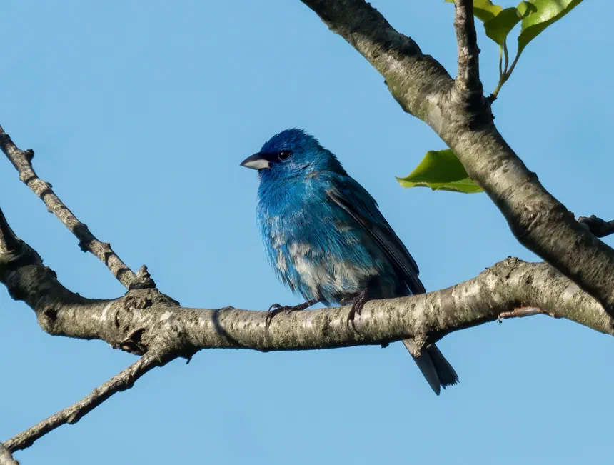 Indigo Bunting