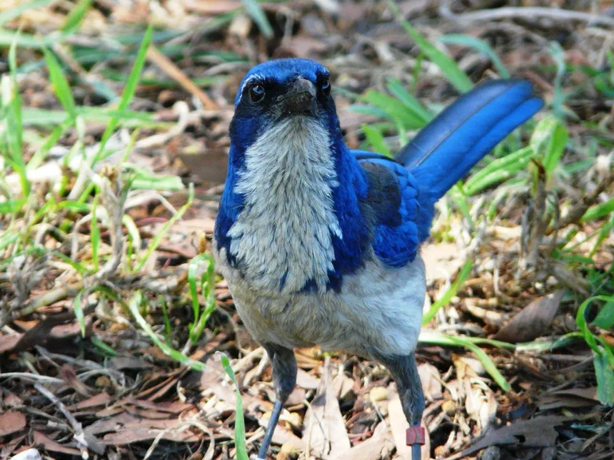Island Scrub Jay