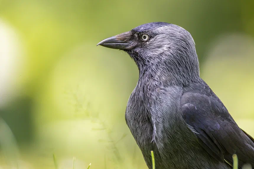Jackdaw