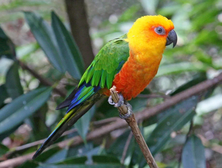 Jandaya Parakeet