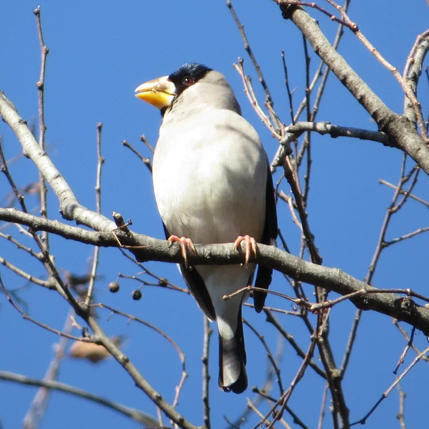 Japanese Grosbeak