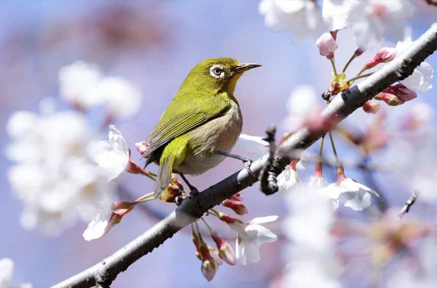Japanese White-eye