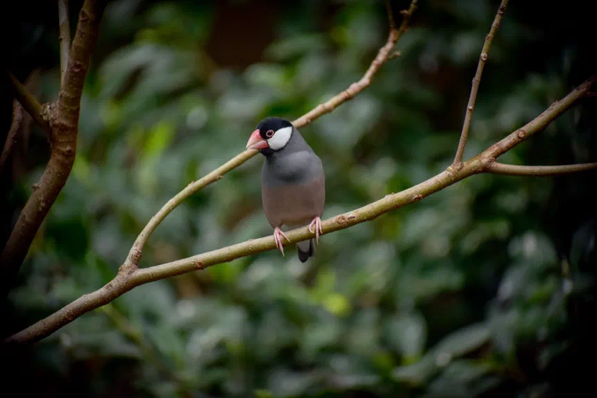 Java Sparrow