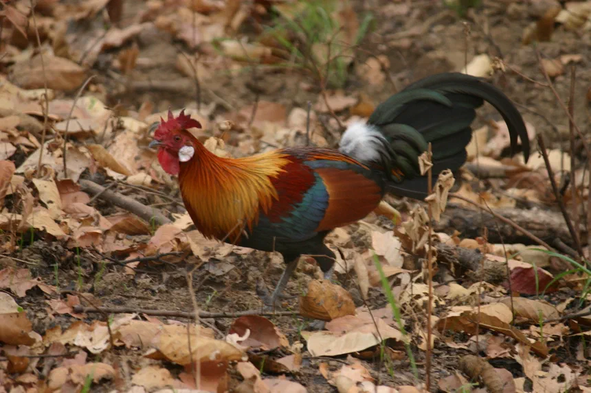 Junglefowl