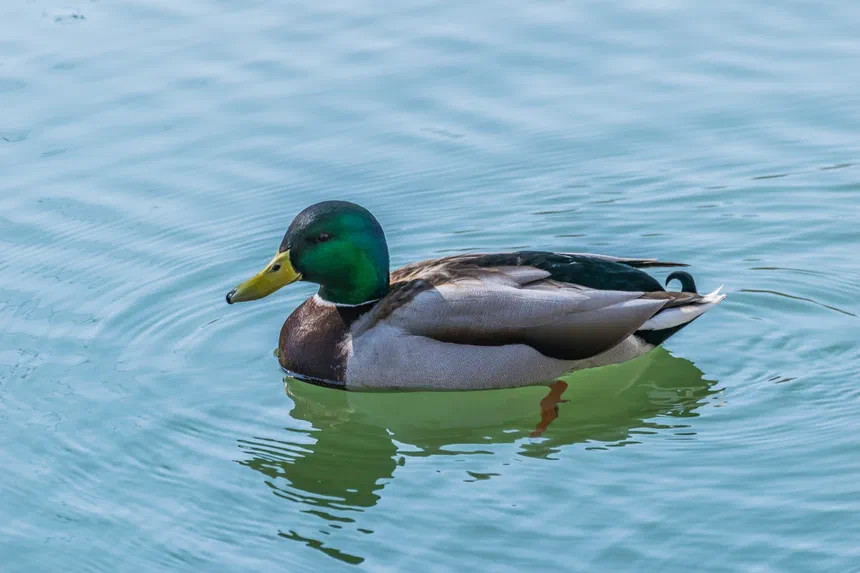 Mallard