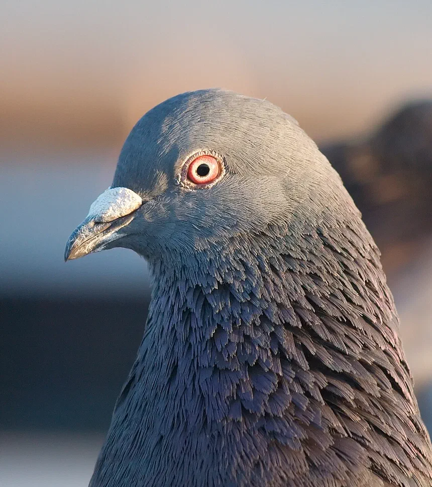 Pigeons