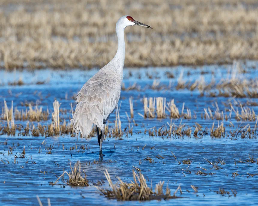 Sandhill Crane