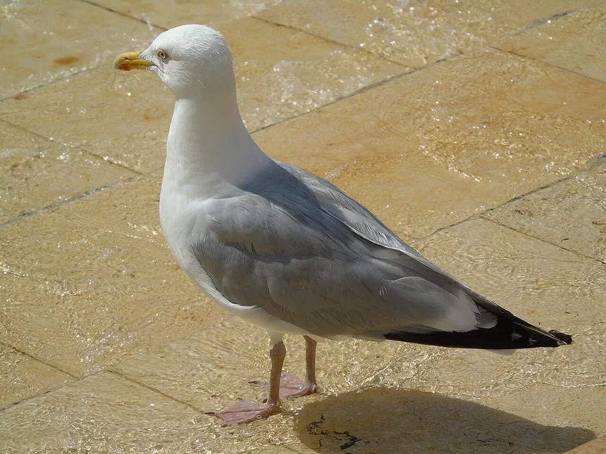 Seagulls