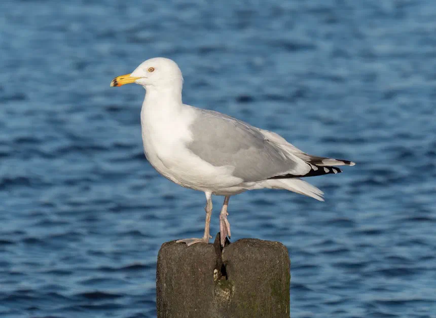 Seagulls