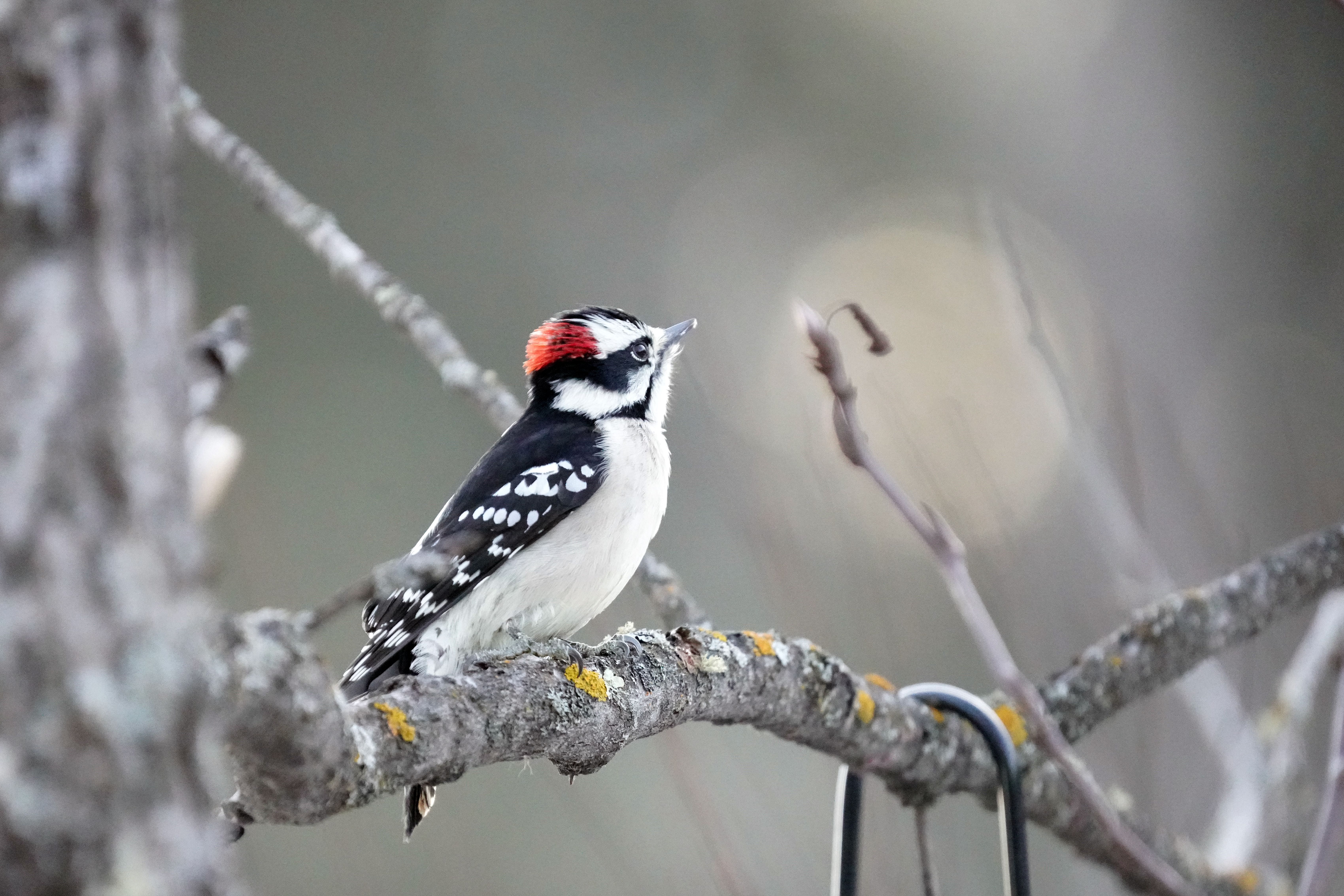Woodpecker