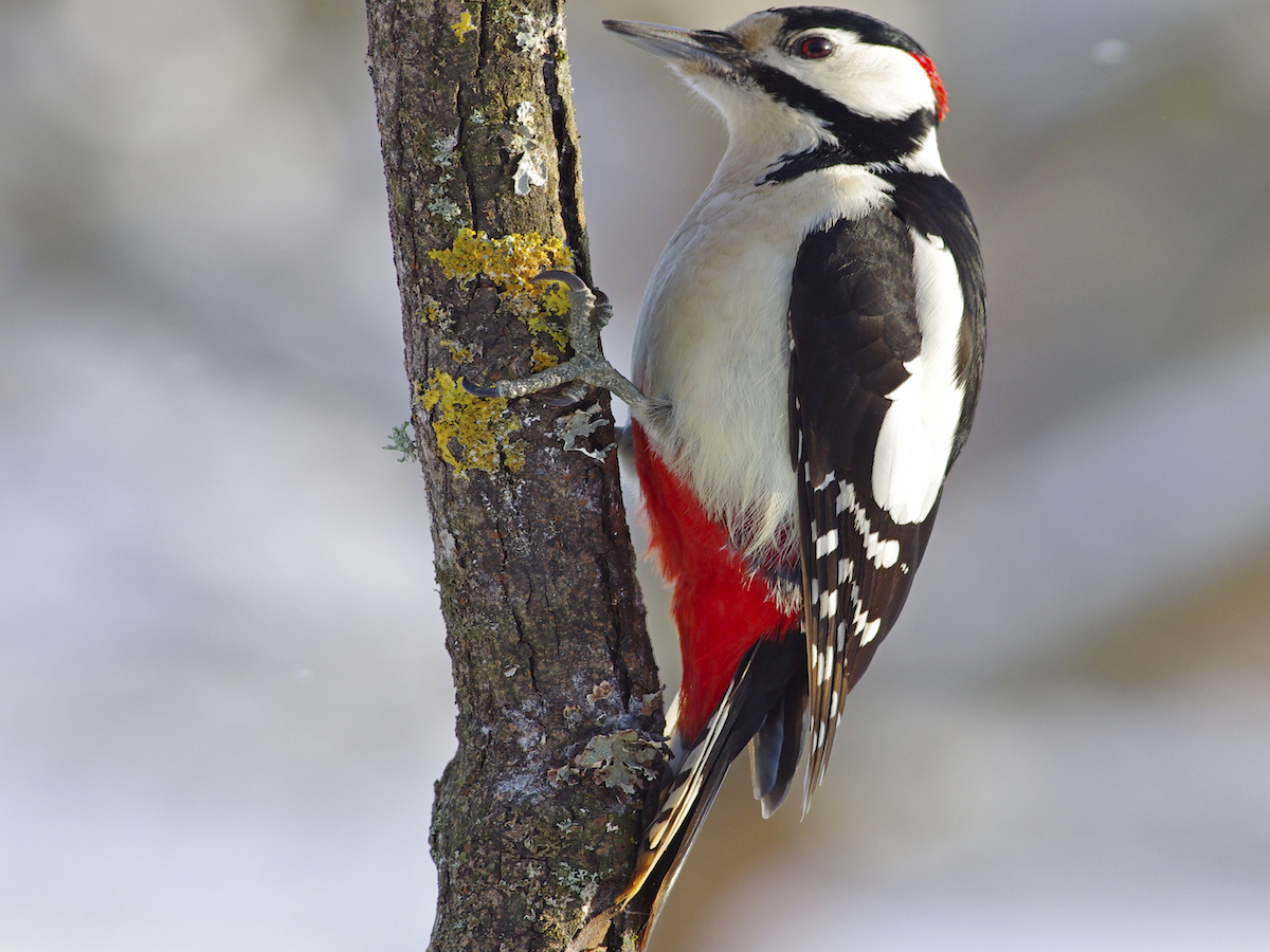 Woodpeckers Woodpeckers