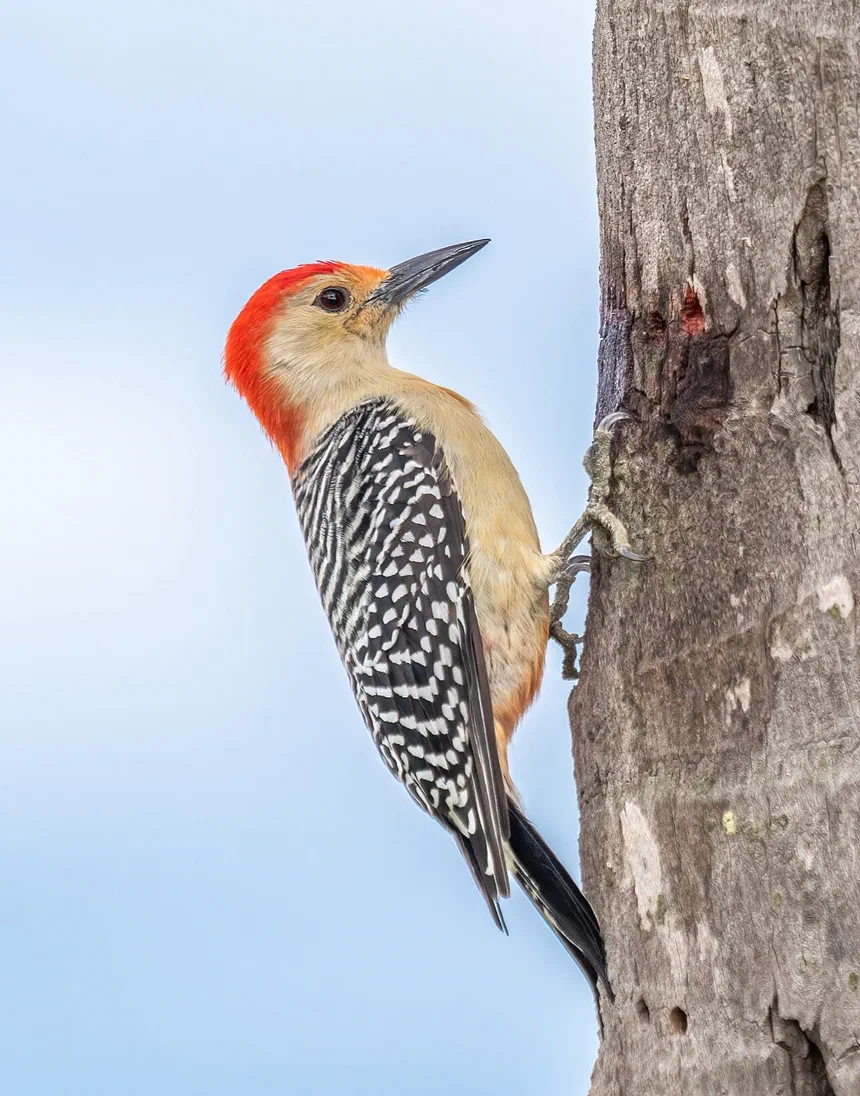Woodpeckers