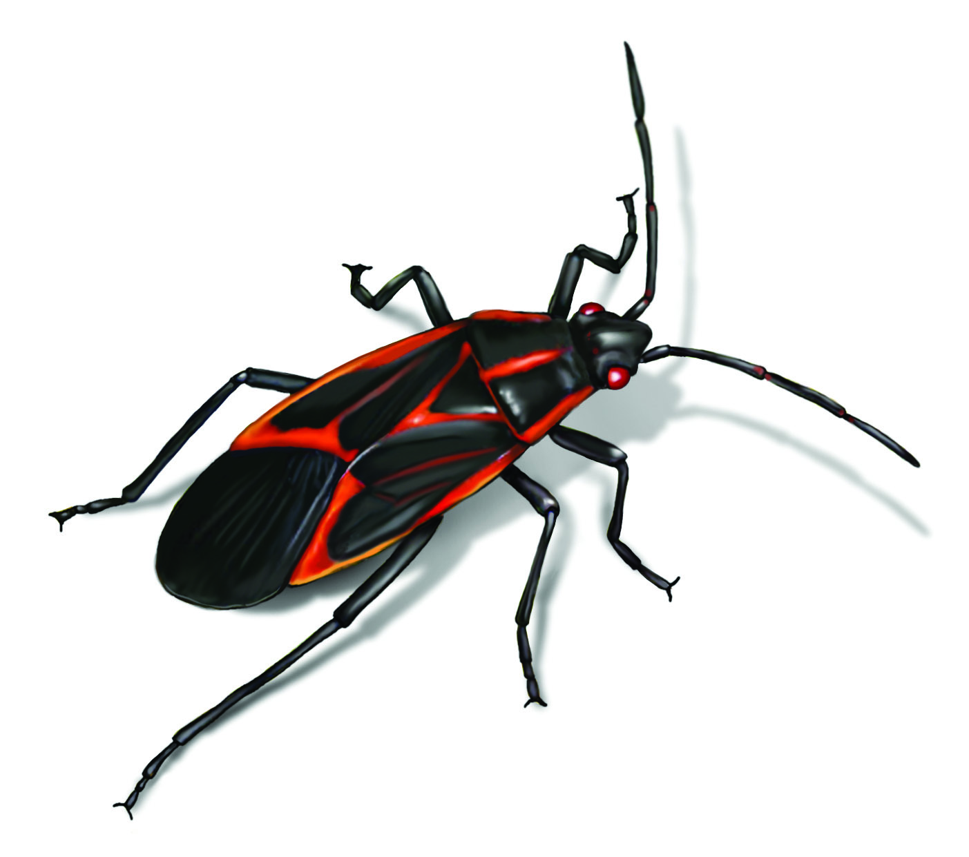 Boxelder bugs