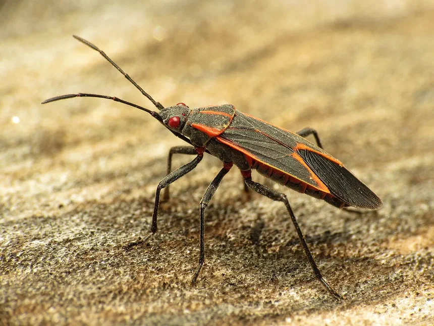 Boxelder bugs