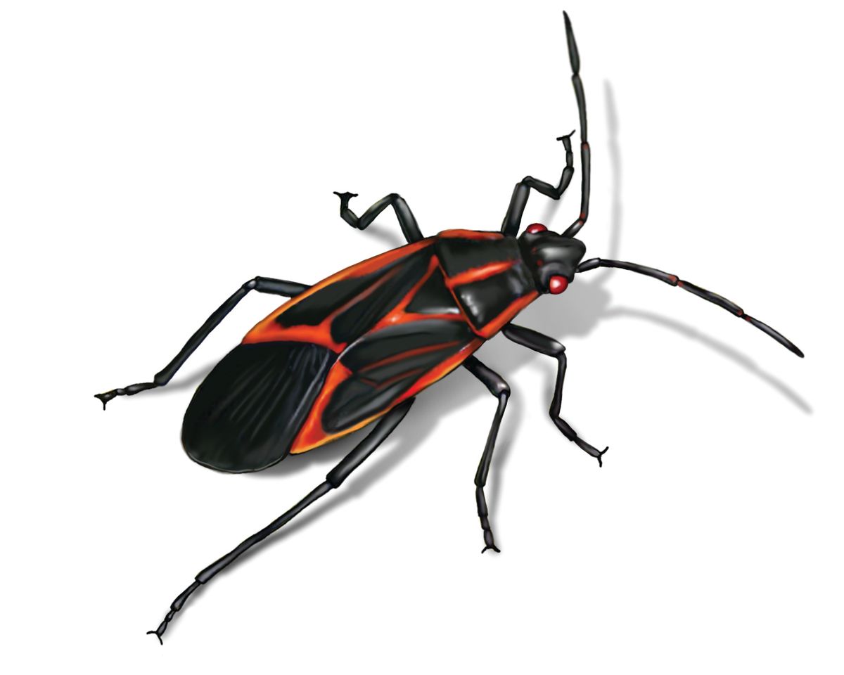 Boxelder Bugs in House – Where to Find Them