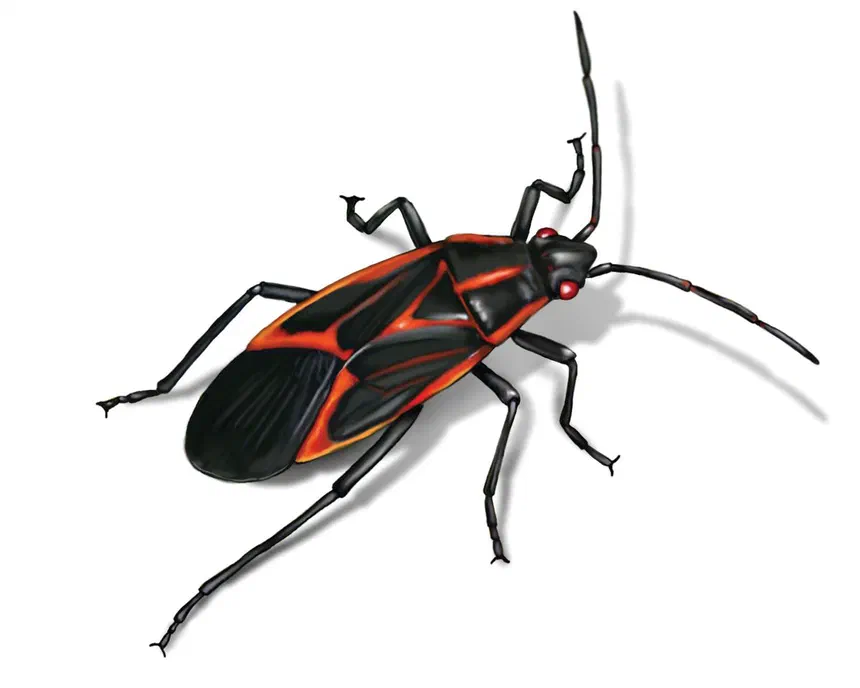 Boxelder Bug Infestation