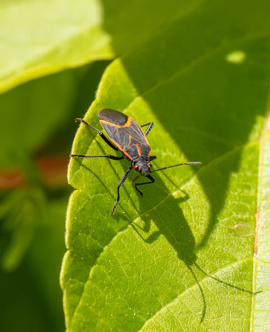 Boxelder Bug Infestation
