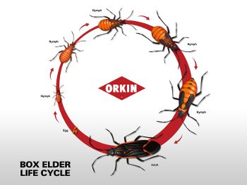 Boxelder Bugs Life Cycle