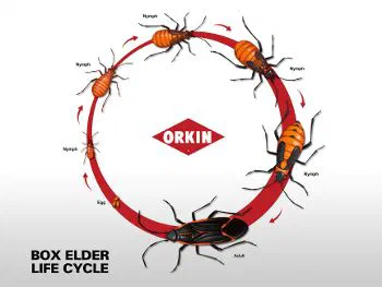 Boxelder Bugs Life Cycle