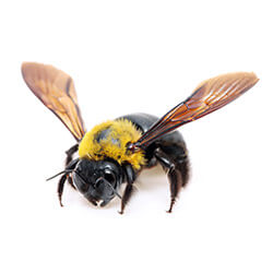 Carpenter Bees