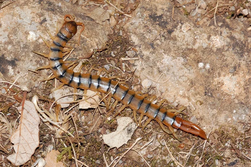 How to Identify Centipede Eggs