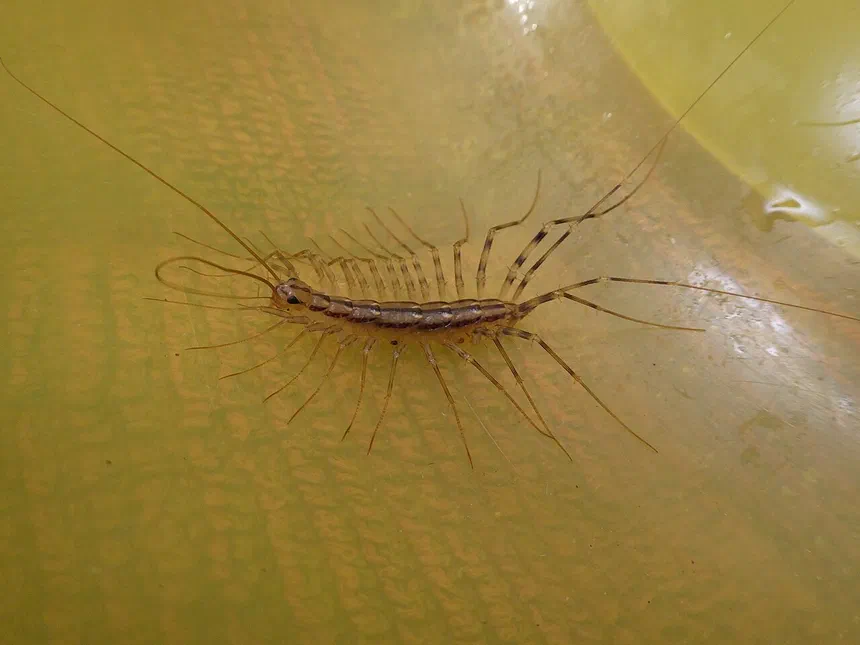 Are House Centipedes Dangerous?