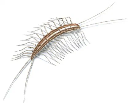 Centipede Repellents
