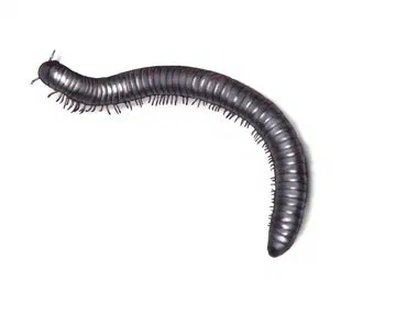 Centipede vs. Millipede Differences