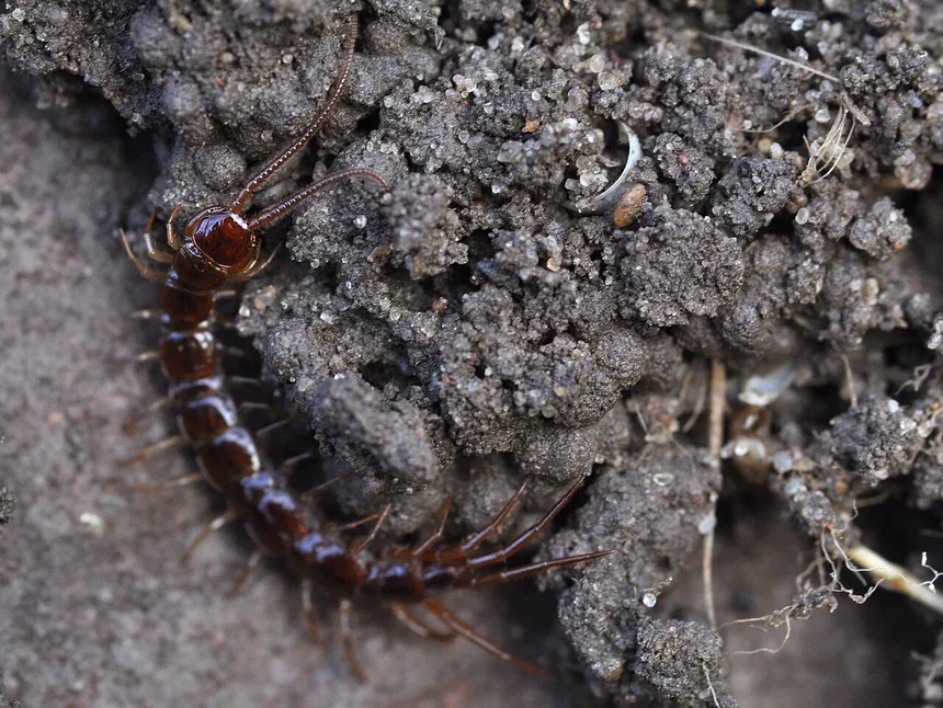 Centipede vs. Millipede Differences