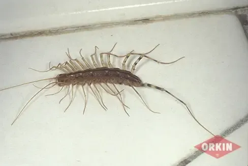 Most Common Species of Centipedes in North America