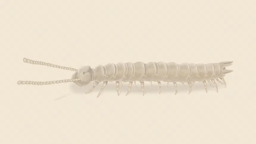 How to Identify and Remove Clear-Colored Centipedes