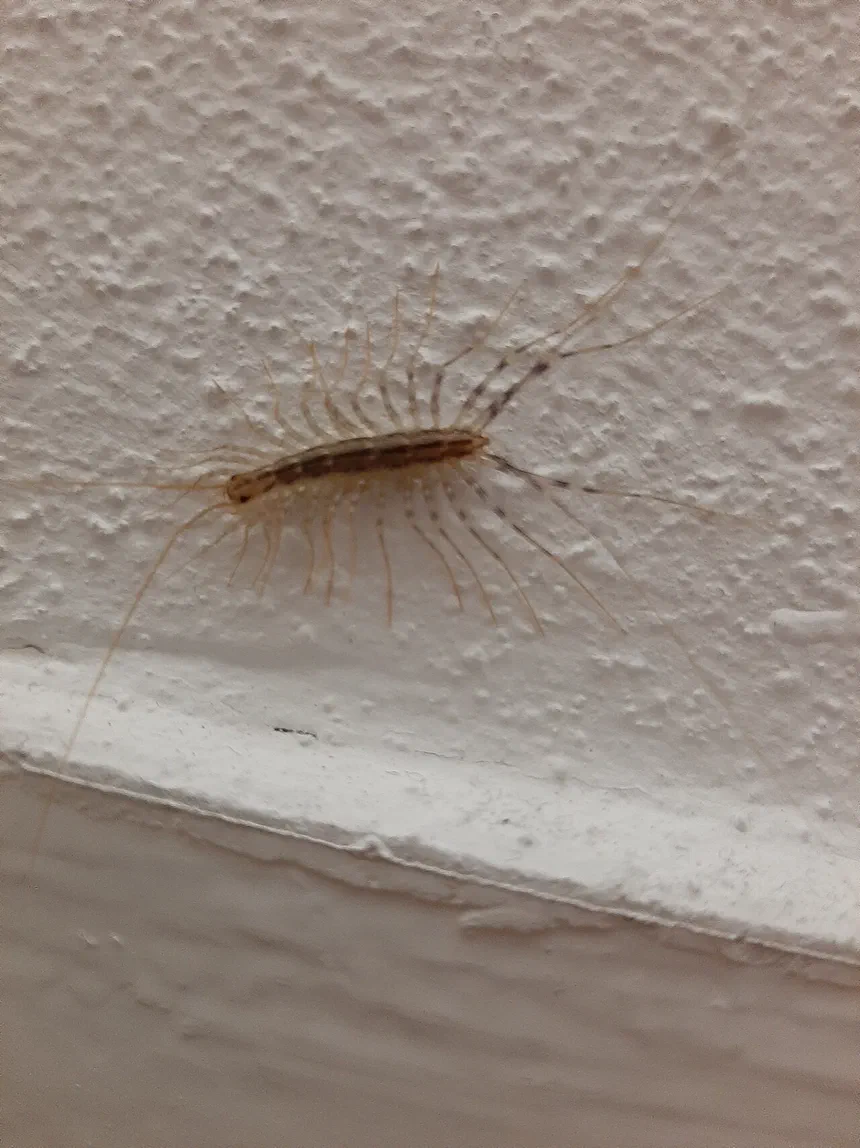 How to Identify and Remove Clear-Colored Centipedes