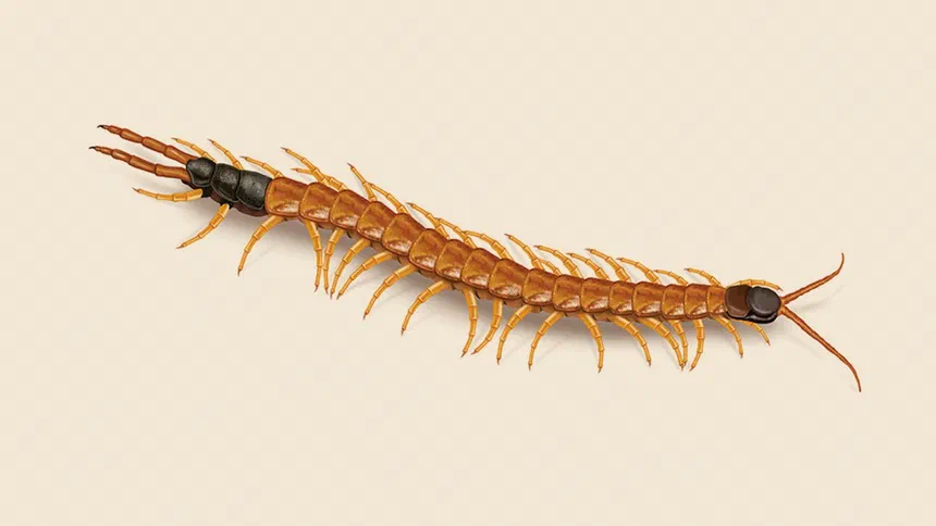 Giant Desert Centipede Facts & Information
