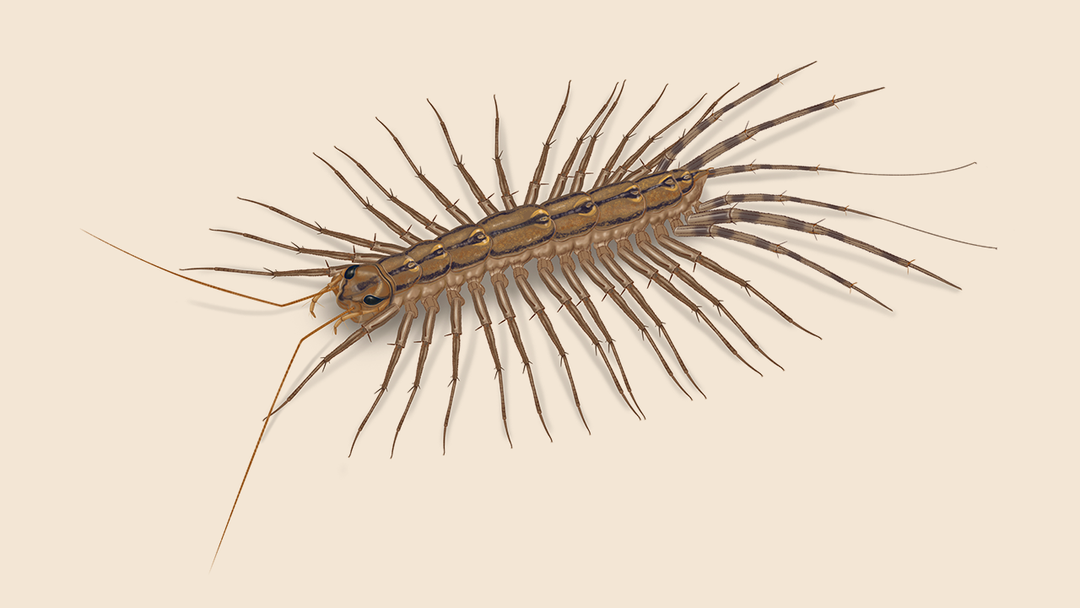 House Centipede Facts & Information