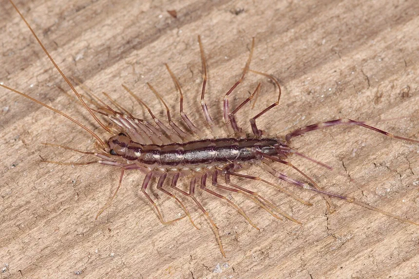 What do Centipedes Look Like?